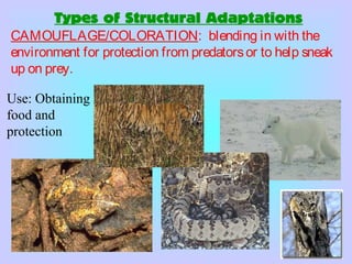 Types of Structural Adaptations
CAMOUFLAGE/COLORATION: blending in with the
environment for protection from predatorsor to help sneak
up on prey.
Use: Obtaining
food and
protection
 