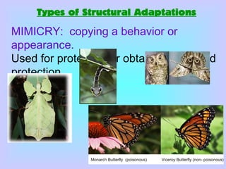 Types of Structural Adaptations
MIMICRY: copying a behavior or
appearance.
Used for protection or obtaining food and
protection.
 