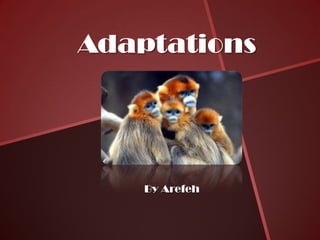 Adaptations




    By Arefeh
 