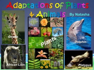 Adaptations of Plants
     & Animals By Natasha

 Giraffe
                    Dolphin




African Lion          Platypus
 
