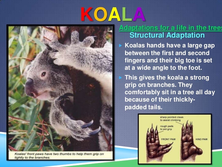 Adaptations presentation