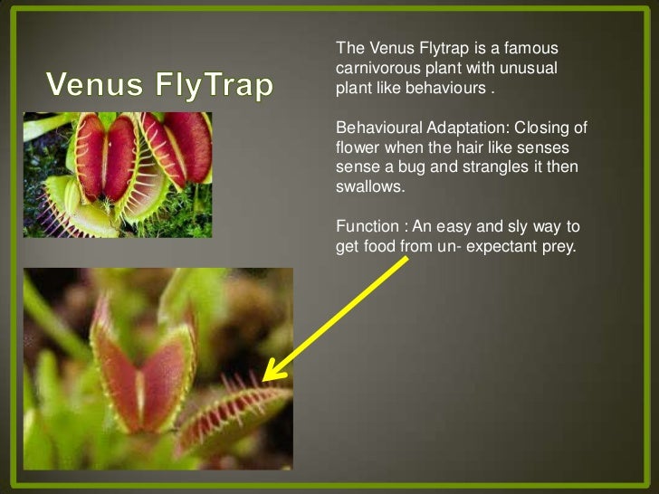 Adaptations presentations - Monkey and