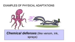 Pure Point Adaptations ADAPTATIONS Primary 6.pptx