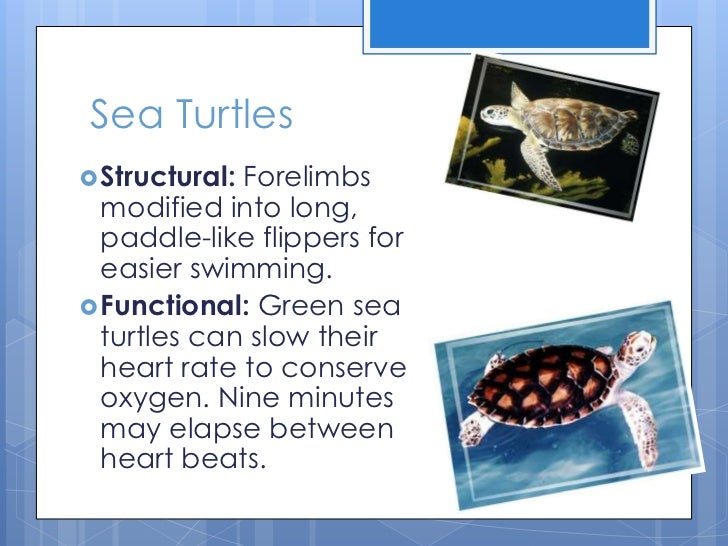 Adaptations task Ekileti.N