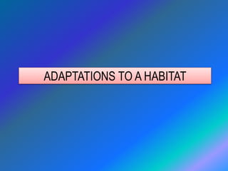 ADAPTATIONS TO A HABITAT
 