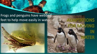 Adaptations to Water and self defense of animals | PDF