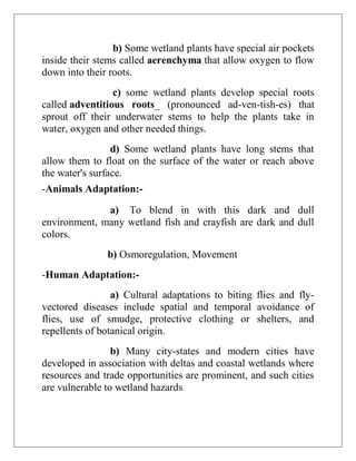 b) Some wetland plants have special air pockets
inside their stems called aerenchyma that allow oxygen to flow
down into their roots.
c) some wetland plants develop special roots
called adventitious roots_ (pronounced ad-ven-tish-es) that
sprout off their underwater stems to help the plants take in
water, oxygen and other needed things.
d) Some wetland plants have long stems that
allow them to float on the surface of the water or reach above
the water's surface.
-Animals Adaptation:-
a) To blend in with this dark and dull
environment, many wetland fish and crayfish are dark and dull
colors.
b) Osmoregulation, Movement
-Human Adaptation:-
a) Cultural adaptations to biting flies and fly-
vectored diseases include spatial and temporal avoidance of
flies, use of smudge, protective clothing or shelters, and
repellents of botanical origin.
b) Many city-states and modern cities have
developed in association with deltas and coastal wetlands where
resources and trade opportunities are prominent, and such cities
are vulnerable to wetland hazards.
 