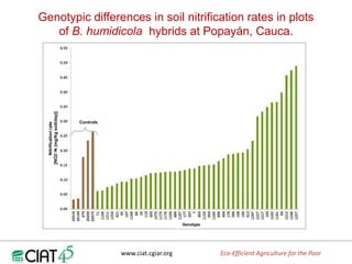 Adaptation to climate change and mitigation of greenhouse gas emissions through tropical forages