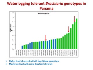 Adaptation to climate change and mitigation of greenhouse gas emissions through tropical forages