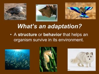 What’s an adaptation?
• A structure or behavior that helps an
organism survive in its environment.
 
