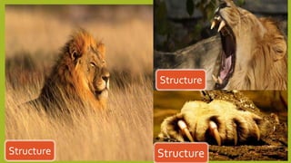 Structure
Structure
Structure
 