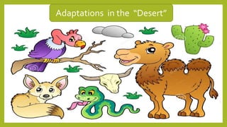 Adaptations in the “Desert”
 