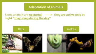 - Some animals are nocturnal they are active only at
night “they sleep during the day”
Adaptation of animals
Bats snakes
 