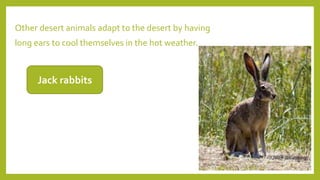 Other desert animals adapt to the desert by having
long ears to cool themselves in the hot weather.
Jack rabbits
 