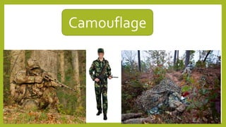 Camouflage
 
