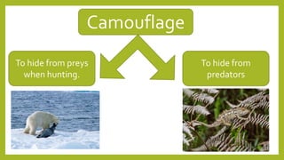 Camouflage
To hide from preys
when hunting.
To hide from
predators
 