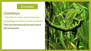 Chameleons
• They blend in their environment by
Camouflage to hide from their predators.
(They color themselves with the same color of
their environment)
Examples
 
