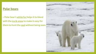 Polar bears
• Polar bear’s white fur helps it to blend
with the ice & snow to make it easy for
them to hunt the seal without being seen.
 