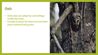 Owls
• Owls also can adapt by camouflage
inside the trees.
• It make it easier for them to hunt their
preys without being seen.
 