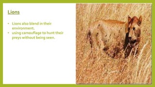 Lions
• Lions also blend in their
environment.
• using camouflage to hunt their
preys without being seen.
 