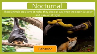 Nocturnal
Behavior
These animals are active at night, they sleep all day when the desert is cooler
and wake up at night.
 