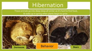 Hibernation
BehaviorDormouse Bears
These animals go into deep sleep all winter as it’s hard to find food,
& wake up in spring when plants begin to grow .
 