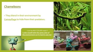 Chameleons
• They blend in their environment by
Camouflage to hide from their predators.
I can be ANY COLOR I want !!
I color myself with the same color of
the environment so it’s hard to see me !
 