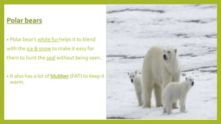 Polar bears
• Polar bear’s white fur helps it to blend
with the ice & snow to make it easy for
them to hunt the seal without being seen.
• It also has a lot of blubber (FAT) to keep it
warm.
 