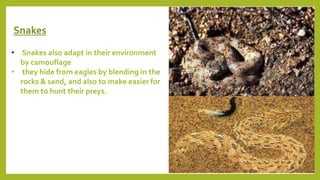Snakes
• Snakes also adapt in their environment
by camouflage
• they hide from eagles by blending in the
rocks & sand, and also to make easier for
them to hunt their preys.
 