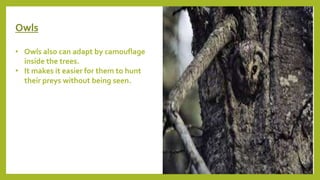 Owls
• Owls also can adapt by camouflage
inside the trees.
• It makes it easier for them to hunt
their preys without being seen.
 