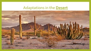 Adaptations in the Desert
 