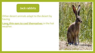 Other desert animals adapt to the desert by
having
Long,thin ears to cool themselves in the hot
weather.
Jack rabbits
 