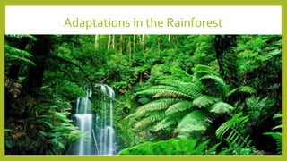 Adaptations in the Rainforest
 