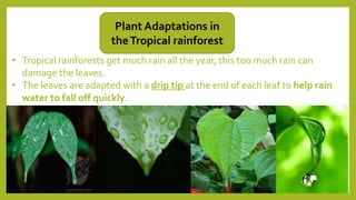 Plant Adaptations in
theTropical rainforest
• Tropical rainforests get much rain all the year, this too much rain can
damage the leaves.
• The leaves are adapted with a drip tip at the end of each leaf to help rain
water to fall off quickly.
 