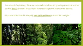 In the tropical rainforest, there are many tall trees & leaves growing next to each other.
so they block “prevent” the sun light from reaching to the plants at the bottom.
So plants at the bottom adapt by having large leaves to catch the sun light.
 