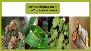 Animal Adaptations in
theTropical rainforest
 