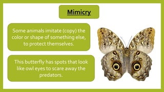 Some animals imitate (copy) the
color or shape of something else,
to protect themselves.
This butterfly has spots that look
like owl eyes to scare away the
predators.
Mimicry
 