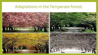 Adaptations in theTemperate forest.
 