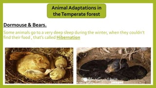 Dormouse & Bears.
Some animals go to a very deep sleep during the winter, when they couldn’t
find their food , that’s called Hibernation
Animal Adaptations in
theTemperate forest
 
