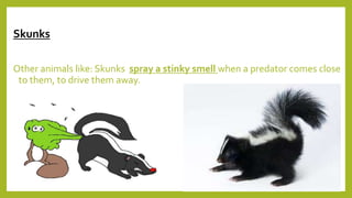 Skunks
Other animals like: Skunks spray a stinky smell when a predator comes close
to them, to drive them away.
 