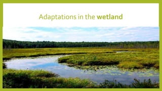Adaptations in the wetland
 