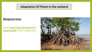 Adaptation Of Plants in the wetland
Mangrove trees
Have roots that spread out to
attach well in the muddy soil.
 