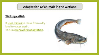 Adaptation Of animals in theWetland
Walking catfish
It uses its fins to move from a dry
land to water again.
This is a Behavioral adaptation.
 