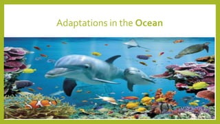Adaptations in the Ocean
 