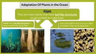 Adaptation Of Plants in the Ocean
Some have Balloon like structures called
‘air bladder’ helps some algae float.
Some Have root like structure to
attach itself to the ocean floor.
Algae
They are water plants that Have leaf like structures
to get sunlight to make food.
 
