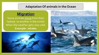 Adaptation Of animals in the Ocean
Migration
Some animals move from their
habitat to another in the winter
When the weather gets very cold.
Example : whales
 