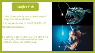 - Other Ocean animals have different ways of
adaptation like: Angler fish
“Has a growth above its head that lights up”
(Structural adaptation)
Angler fish
Small fish are attracted towards the light in the
dark ocean, when they come close to the
light, the angler fish eats them up.
 