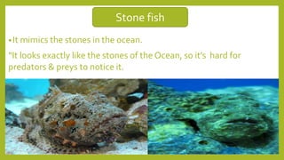 •It mimics the stones in the ocean.
“It looks exactly like the stones of the Ocean, so it’s hard for
predators & preys to notice it.
Stone fish
 