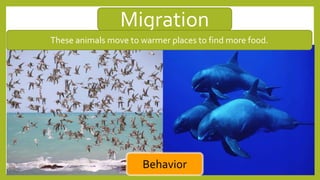 Migration
Behavior
These animals move to warmer places to find more food.
 