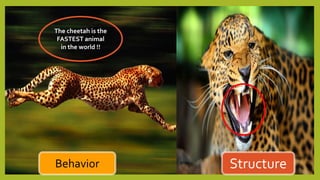StructureBehavior
The cheetah is the
FASTEST animal
in the world !!
 